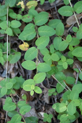 Lonicera subspicata denudata