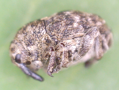 Acanthoscelidius acephalus