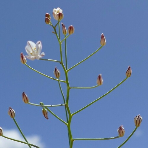 Eriospermum bakerianum