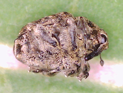 Acanthoscelidius acephalus