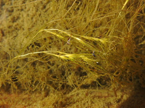 Althenia filiformis (Althenia filiformis)
