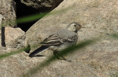Motacilla alba