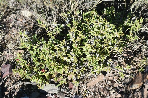 Image of Delosperma Robustum (Delosperma robustum) by (c) Justin Ponder, some rights reserved (CC BY)