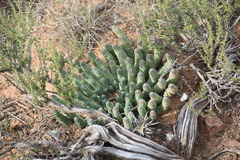 Euphorbia esculenta, photograph (c) Justin Ponder, some rights reserved (CC BY)