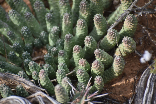 Image of Euphorbia esculenta by (c) Justin Ponder, some rights reserved (CC BY)