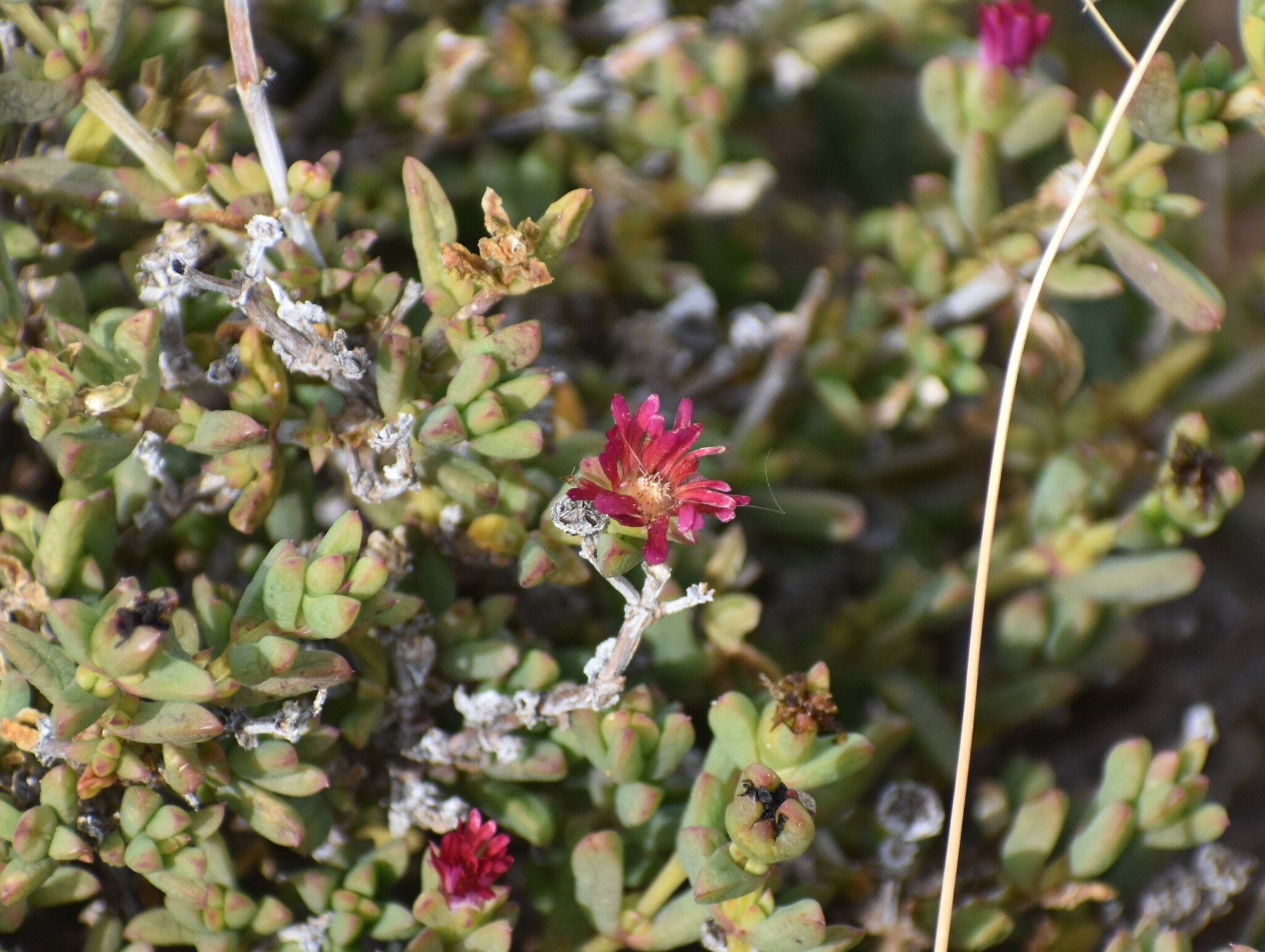 Delosperma robustum