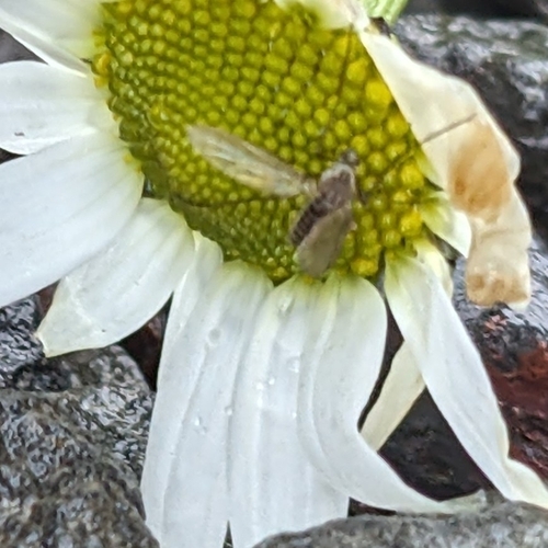 Dvokrilci (Diptera)