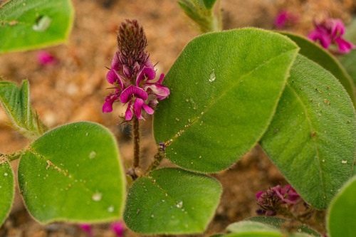 Indigofera flavicans