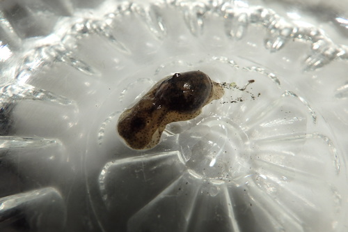 Haminoea navicula
