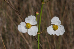 Sagittaria