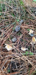 Gloeocantharellus