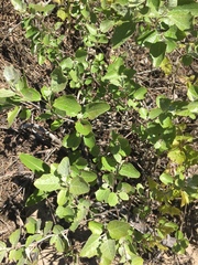 Populus