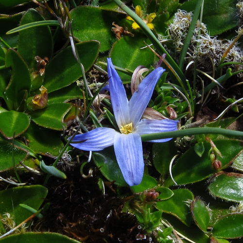 Image of Herpolirion novae by no rights reserved