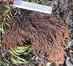 Sarcodiotheca