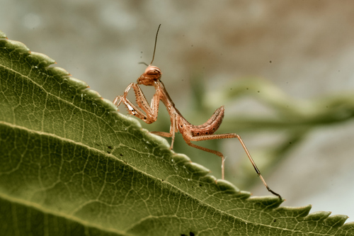 European Mantis, photo 6 of 9