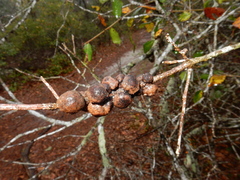 Disholcaspis quercusvirens