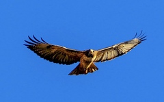Buteo jamaicensis