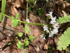 Valeriana sitchensis