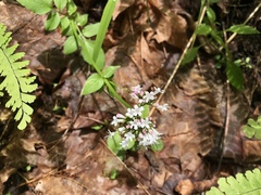 Valeriana sitchensis