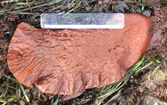 Chondracanthus