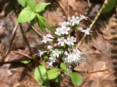 Valeriana sitchensis