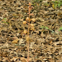 Bletia spicata