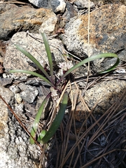 Allium obtusum obtusum