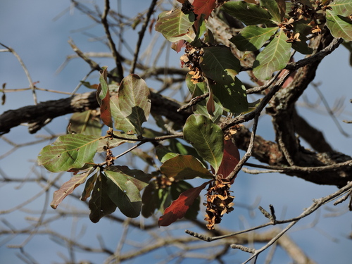 Tropical Almond (Terminalia actinophylla)