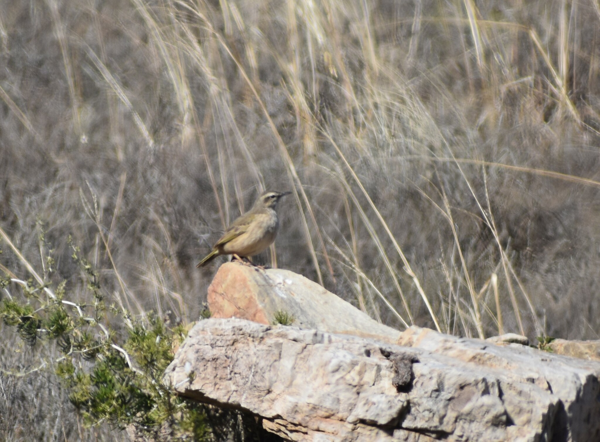 African Rock Pipit (Anthus crenatus), photo 6