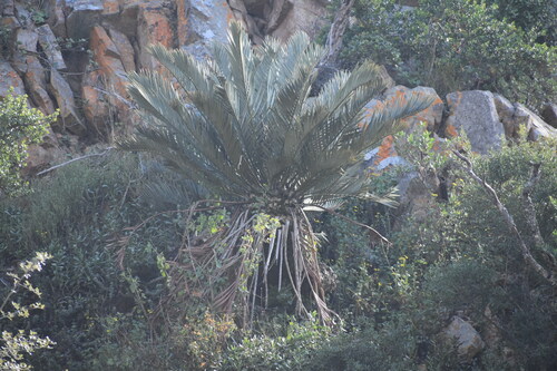 Karoo cycad (Encephalartos lehmannii)