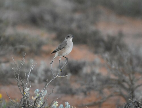 Sickle-winged Chat (Emarginata sinuata), photo 10
