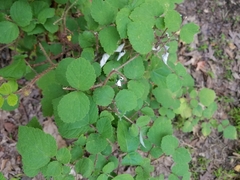Rubus phoenicolasius
