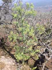 Prionosciadium thapsoides