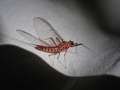 Epeorus torrentium