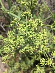 Prionosciadium thapsoides