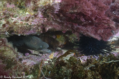 Gymnothorax mordax
