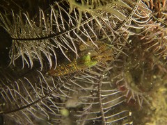 Synalpheus stimpsonii