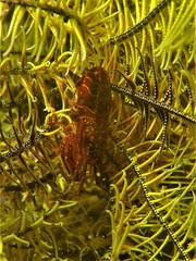 Synalpheus stimpsonii