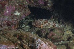 Scorpaena guttata