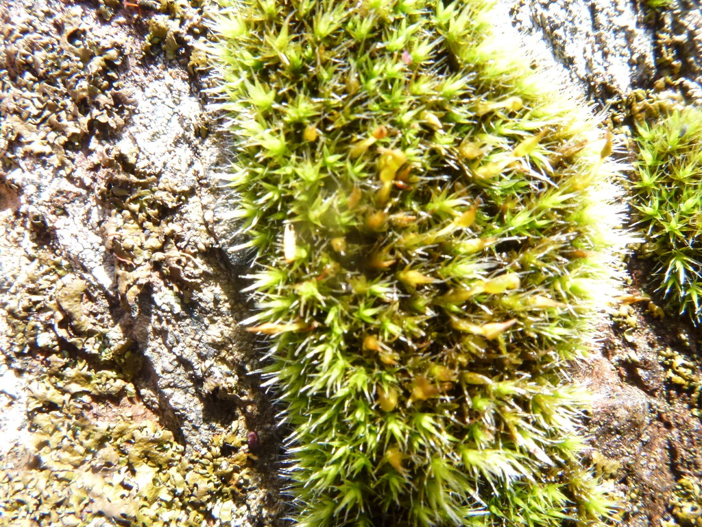 Grimmia Dry Rock Moss from Shepherds Hill Recreation Park, South ...