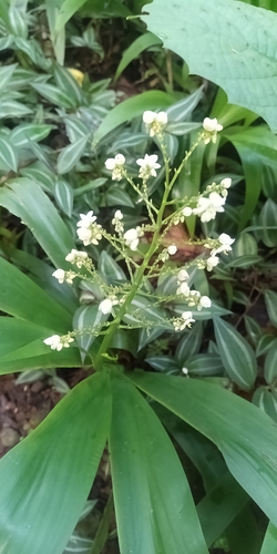 Image of Xiphidium caeruleum by no rights reserved