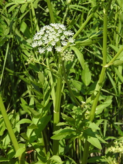 Sium latifolium