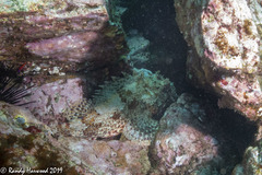 Scorpaena guttata