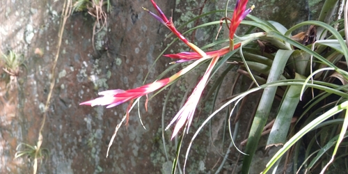 Image of Tillandsia variabilis by no rights reserved