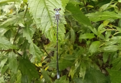 Cuban Hypolestes