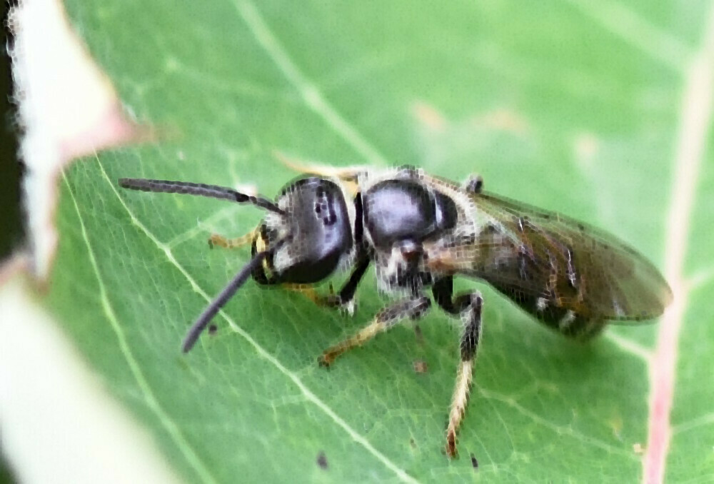 Pointed Sweat Bee