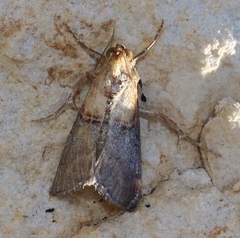 Cacozelia basiochrealis