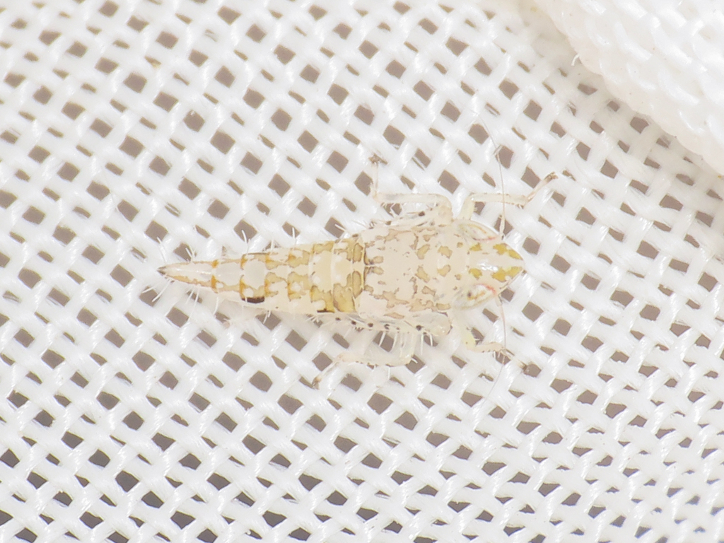 Paralimnus lugens