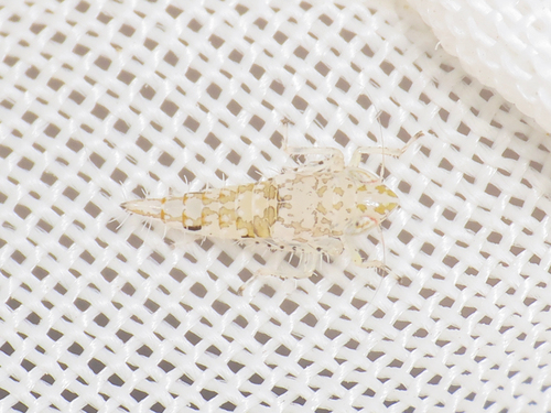 Paralimnus lugens
