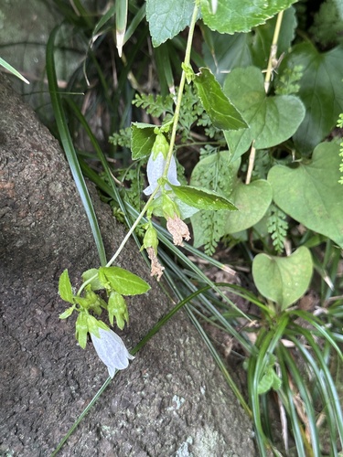 Campanula microdonta (Campanula microdonta)